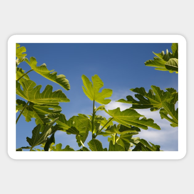 Fig Leaves Sticker by rhintl